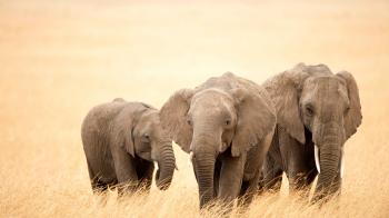 Beautiful Big Three Elephants walking on Dry Grass Wallpapers | HD ...
