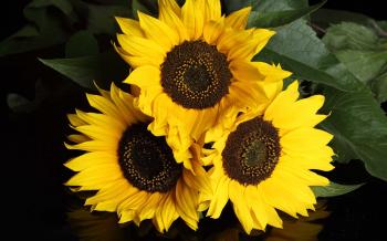 Bunch Of Three Flower | HD Flowers Wallpapers for Mobile and Desktop