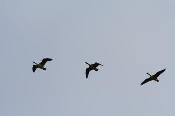 Three flying geese