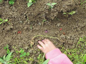 Three Sisters Gardening « Four String Farm