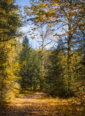 Three Sisters Wilderness, Oregon, Fall Leaves