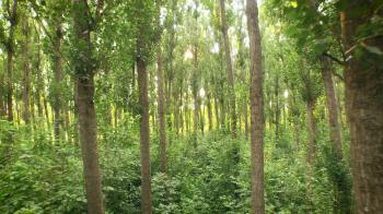 Tracking Shot Through Forest Trees Woods Sun Shining Through Trees ...