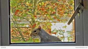 Curious, Gray Squirrel Looking Through The Window Stock video ...
