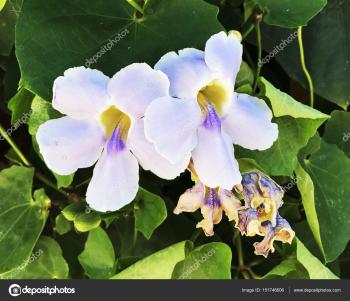 The close up "Thunbergia grandiflora Roxb" flower in thailand ...