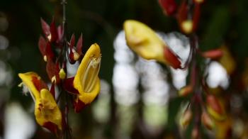 Thunbergia mysorensis or dolls' shoes Stock Video Footage - Videoblocks