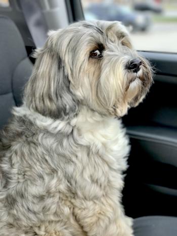 Stink eye, Harper the Tibetan Terrier. @HarperLovesLife | Zvieratka ...