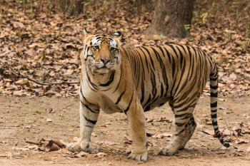Tiger - Wikipedia