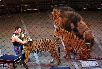 Tiger Killed in Atlanta Was Star of Ringling Bros. and Barnum ...