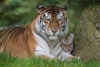 UPDATE! Our tiger cubs have been named!, at The Zoo
