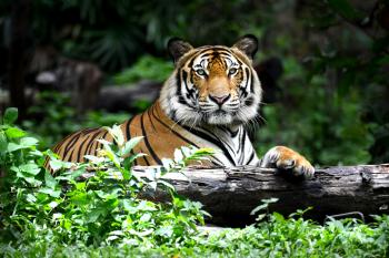 How Much Does A Tiger Weigh: The Tale of The Tape - Tiger Foundation