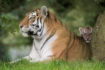 UPDATE! Our tiger cubs have been named!, at The Zoo