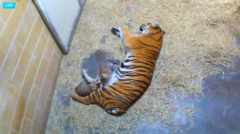 LIVE VIDEO: Sumatran Tiger Cubs And Mom At The Jacksonville Zoo ...