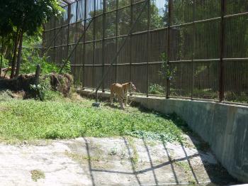 Tiger at Surabaya Zoo