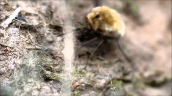 Green Tiger Beetle & Bee-flies - Cattle Track - 8th Apr 2014 - YouTube