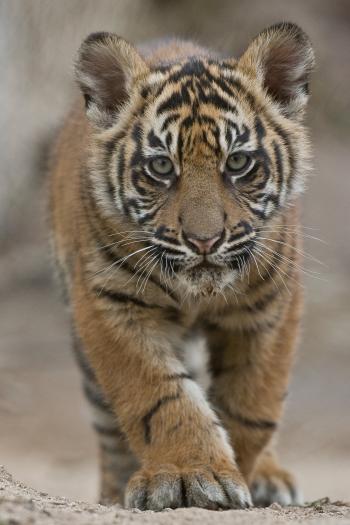 Tiger Cub Found in California Neighborhood | Time