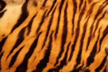 Why Do Tigers Have Stripes?