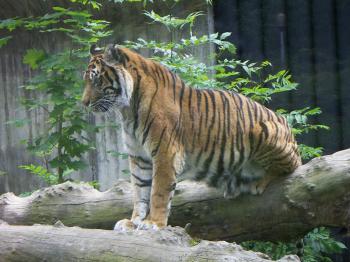 Tiger in the Zoo