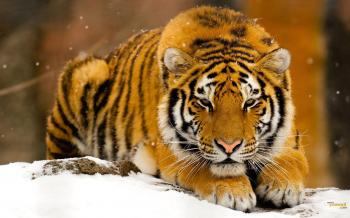 Tiger In Winter #6907200