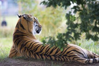 Tiger Lying Down during Daytime