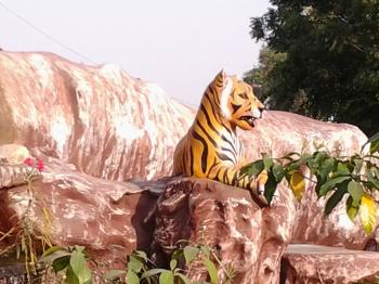 Tiger on hill