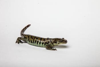 Tiger Salamander isolated on white