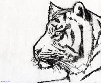 Easy Tiger Sketch Easy Tiger Face Sketch - Drawing Art Ideas ...
