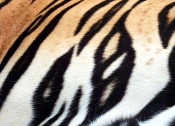 Tiger Skin Print