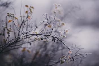 Tilt Shift Focus Photography of White Petaled Flower