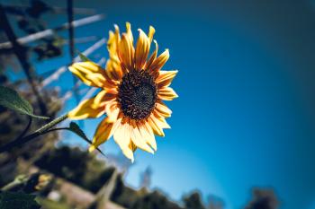 Tilt Shift Photography of Sunflower