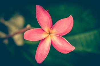 Tilt Shiftr Lens Photography of Pink Petal Flower