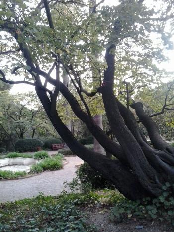 Another tilted tree (Tree Tuesday) — Steemit