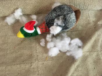 Time to Toy Destruction: 5 minutes 12 seconds
