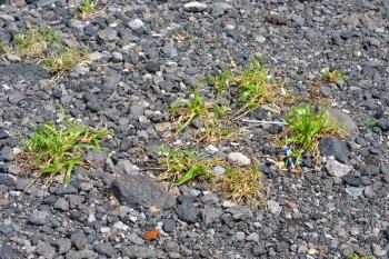 Tiny grass grow between gravel