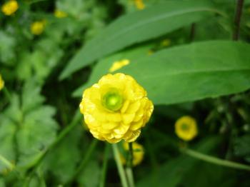 What Is This Tiny Yellow Bloom?