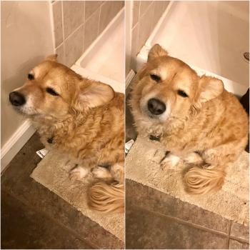 My dog was extremely tired, but just HAD to follow me into the ...