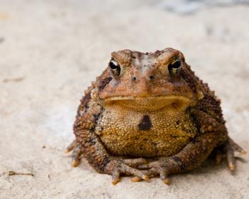 americantoad3.jpg