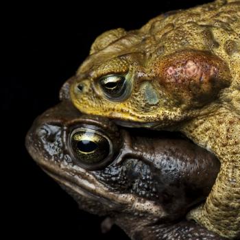 Cane Toad | National Geographic