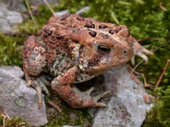 American Toad - Chattahoochee River National Recreation Area (U.S. ...