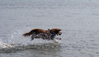 Toller in the Lake