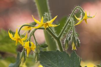 Life Cycle of a Tomato Plant: text, images, music, video | Glogster ...