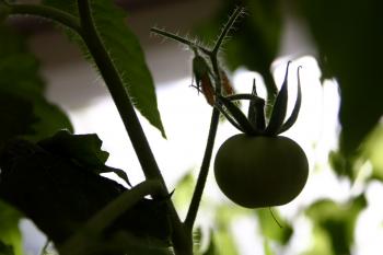 Tomato Plant Silhouette