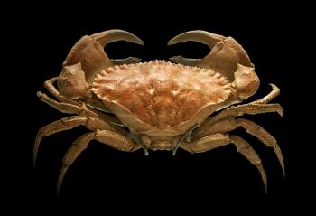 Toothed rock crab - Cancer bellianus image - Free stock photo ...