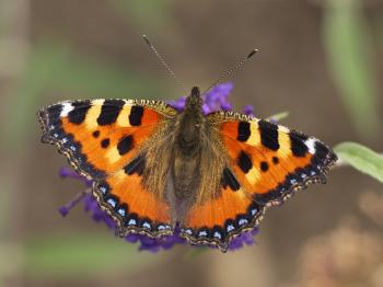 Small tortoiseshell - Wikipedia