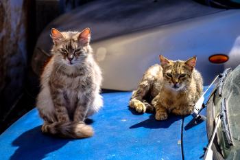 Tortoiseshell Cat With Brown Maine Coon Cat