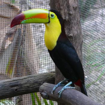 Toucan in The Zoo