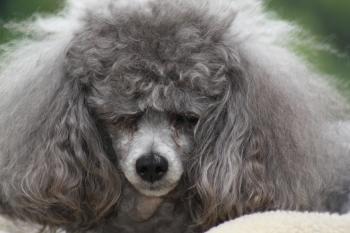 Toy Poodle with bad hair