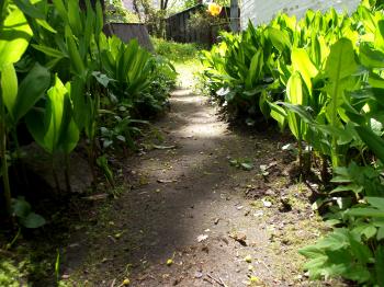 Trail through garden