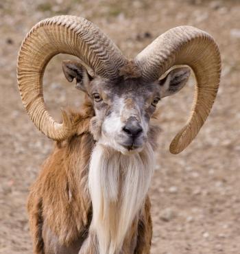 Transcaspian urial - Tallinna loomaaed