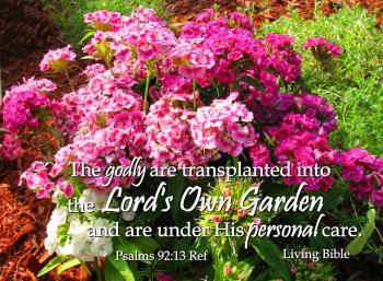 Transplanted Into God's Own Garden
