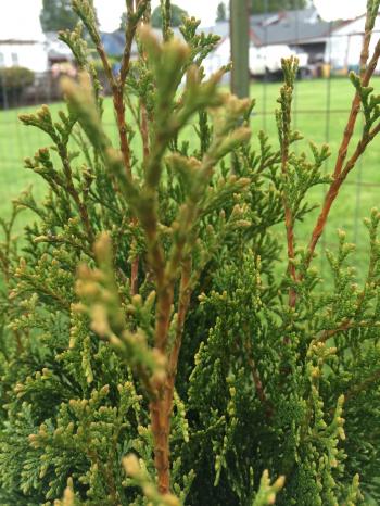 Arborvitae rootball - Ask an Expert
